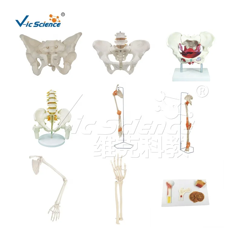 猿人头骨模型骨骼模型| Alibaba.com