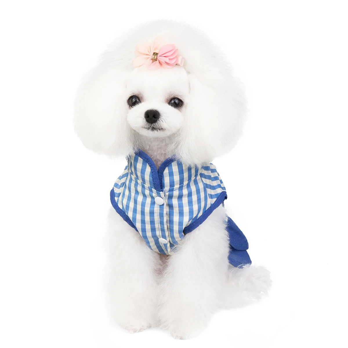 dog cheongsam