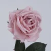 สีม่วงพีช