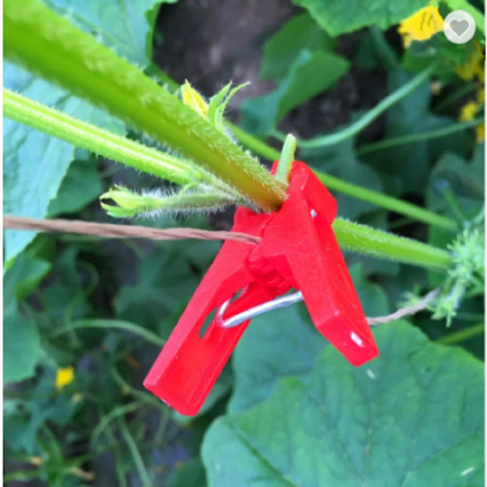 Cucumenber clips1