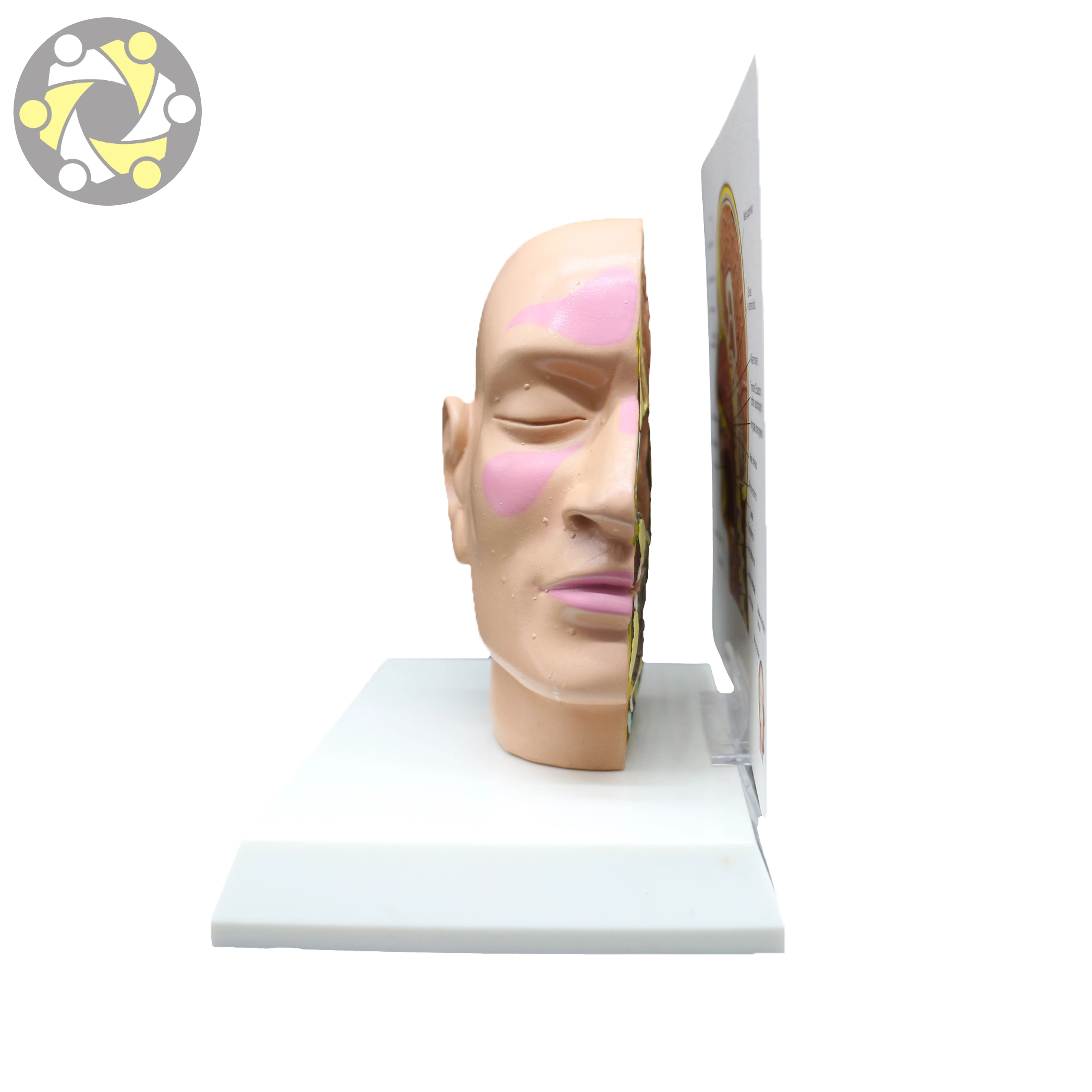 人体头部动脉- 来自“人体世界”展览。 : r/Damnthatsinteresting, image size:4134x4134