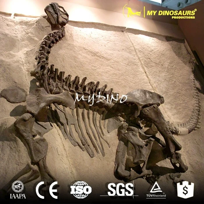 トリロバイト化石 保存状態良好 約15cm 化石 【公式通販】