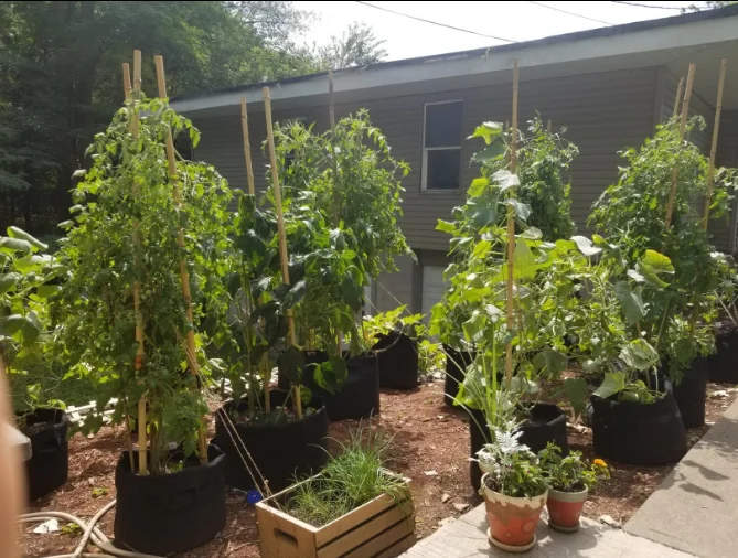 1 2 3 5 10 15 20 Gallon Grow Bag Planting Vegetables Planter Tree Seeding Pots Flower Pot Fabric Plant Grow Bags Hdca3d361e9814ad4bb1300dfca819a43a