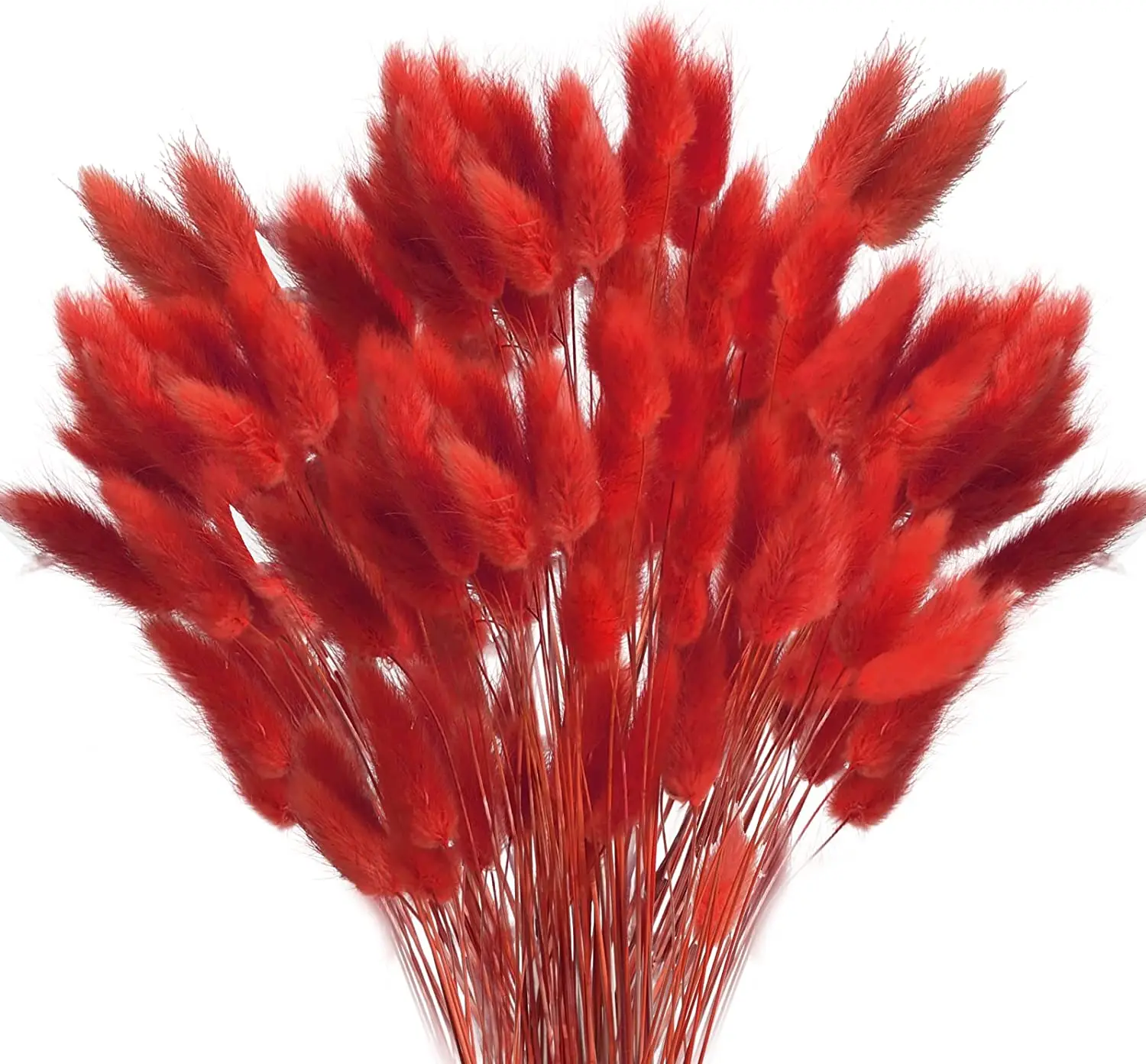 120pcs Dried Bunny Tails Rabbit Tail Grass Lagurus Ovatus Dried Grass