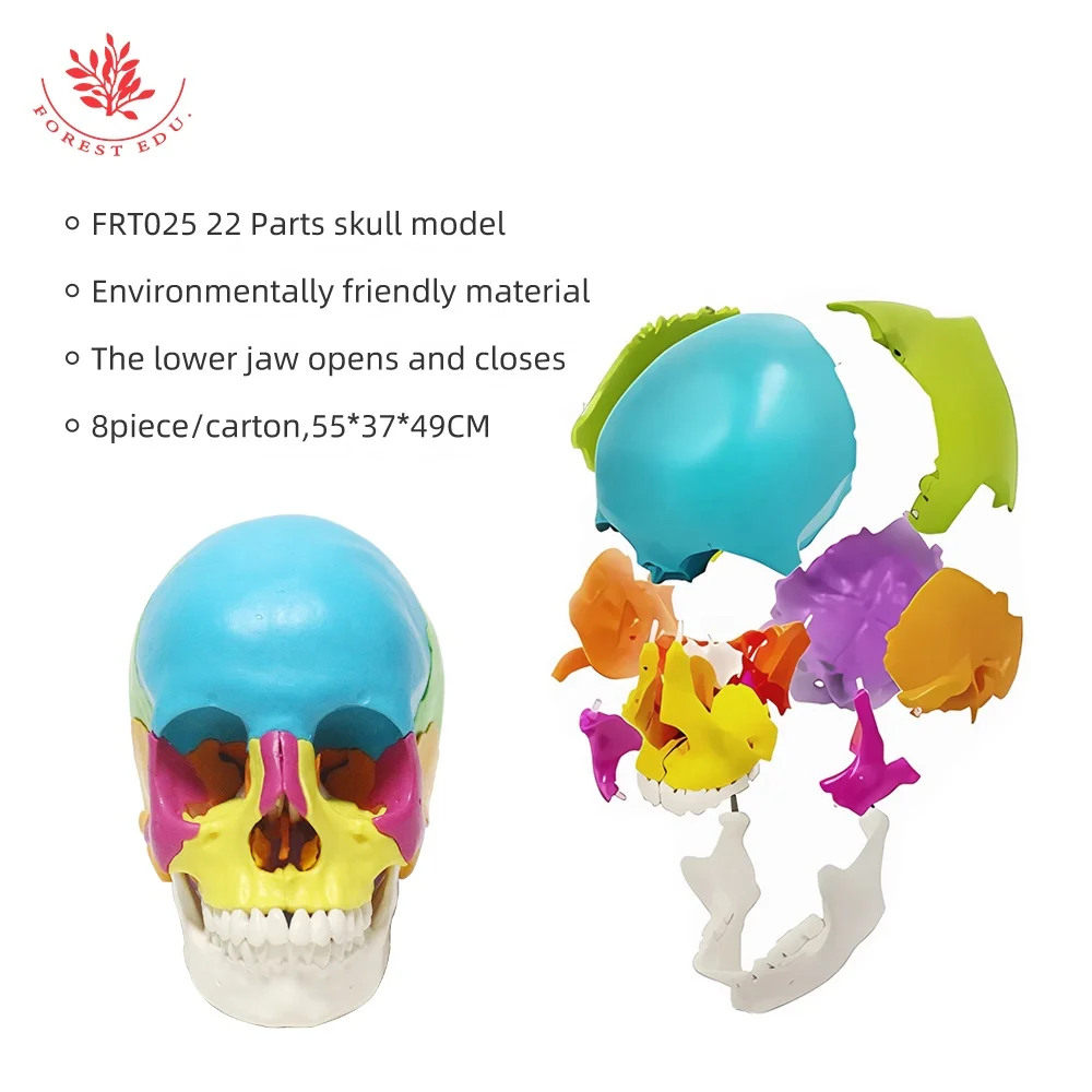 人体模型 22部分可拆卸彩色头骨模型1:1等比缩小解剖头骨FRT025医学教育