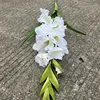 178 head large gladioli