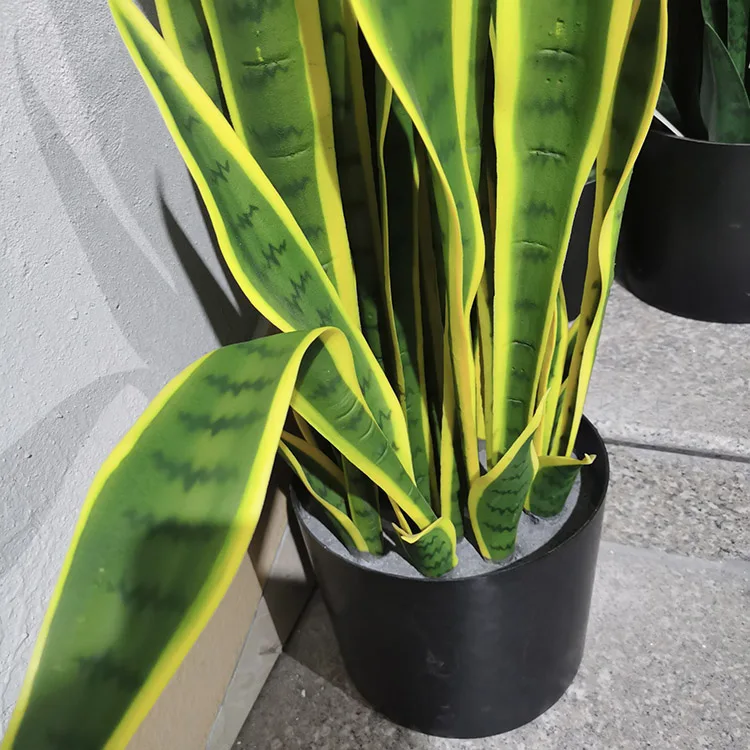 rare succulent plants Rare Succulent Plant - 2
