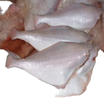 Leather Jacket Fish For Sale