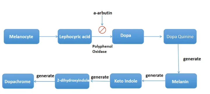 Cosmetic Grade Material Alpha-arbutin Bearberry Extract 98% CAS 84380-01-8