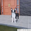Boston terrier 590g
