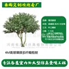 4m tall fiberglass multi-trunk olive tree (deposit link)