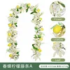 Vigne de citron papillon de printemps A (cryptée)