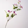 Clematide crucifer - rosso rosa