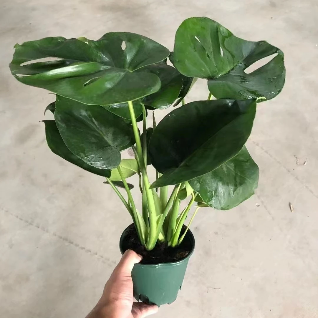 批发calathea活植物麦冬树植物室内盆景绿色植物monstera Deliciosa Buy Philodendron Woody Plant Natural Plant Product On Alibaba Com