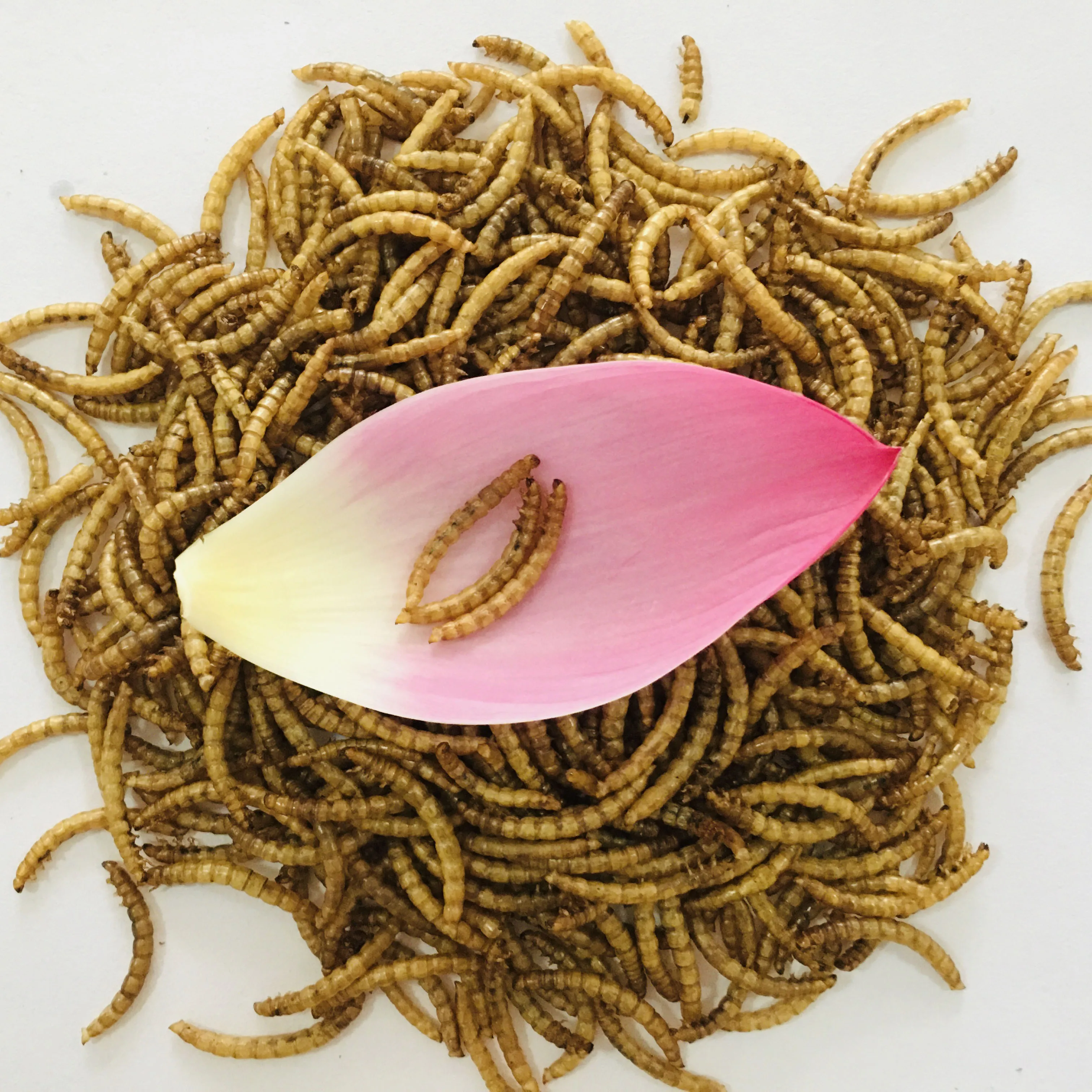 Dry Yellow Mealworms In 2023 Are Cheap And Highquality Cat And Turtle Food Buy Dry Yellow