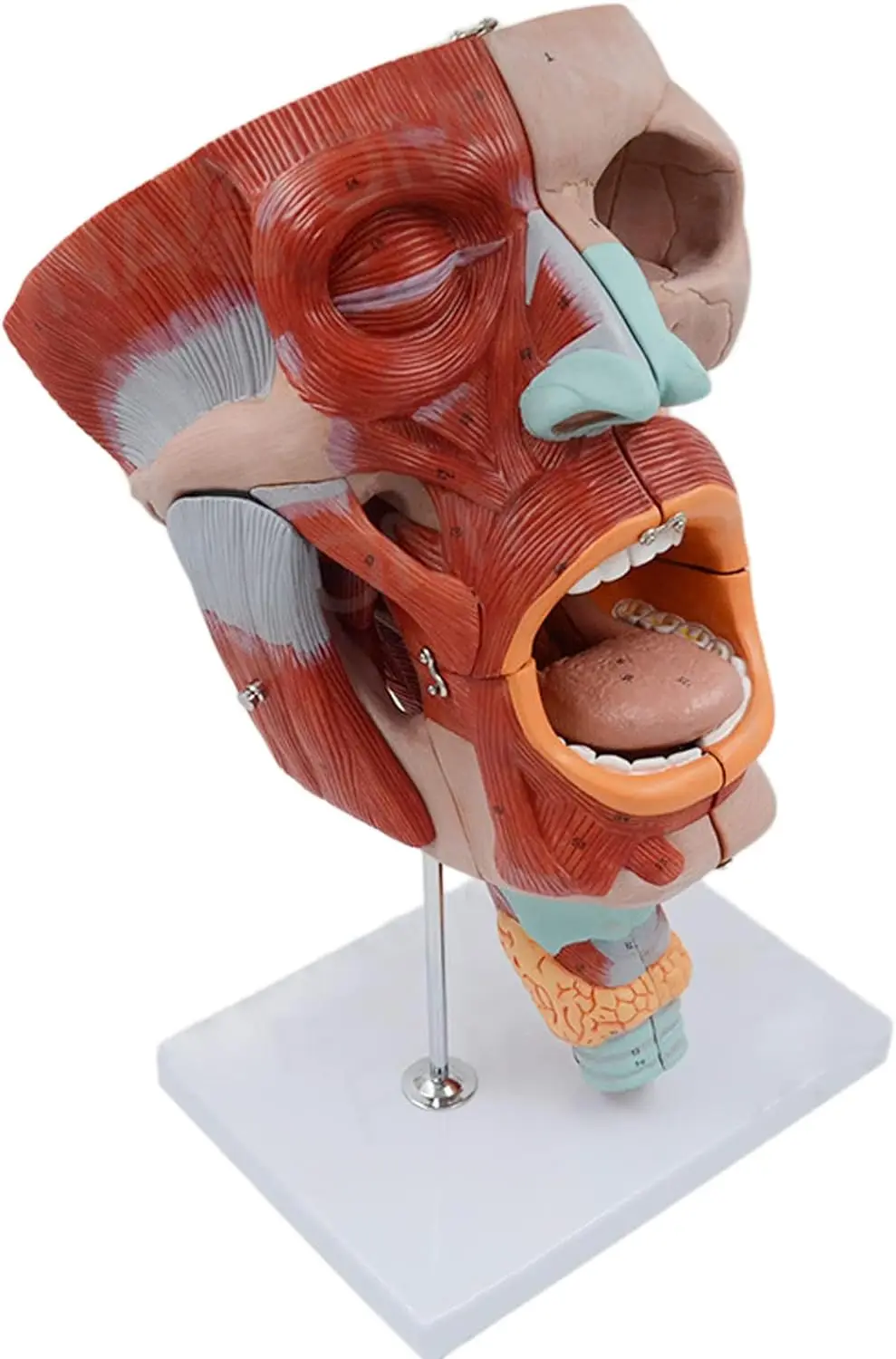 Medical Science Life-size Anatomical Models of Pharyngeal Muscles, Larynx, Mouth, Nose, Tongue, Facial Muscles, Medical Organs