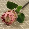 Rosa Morado