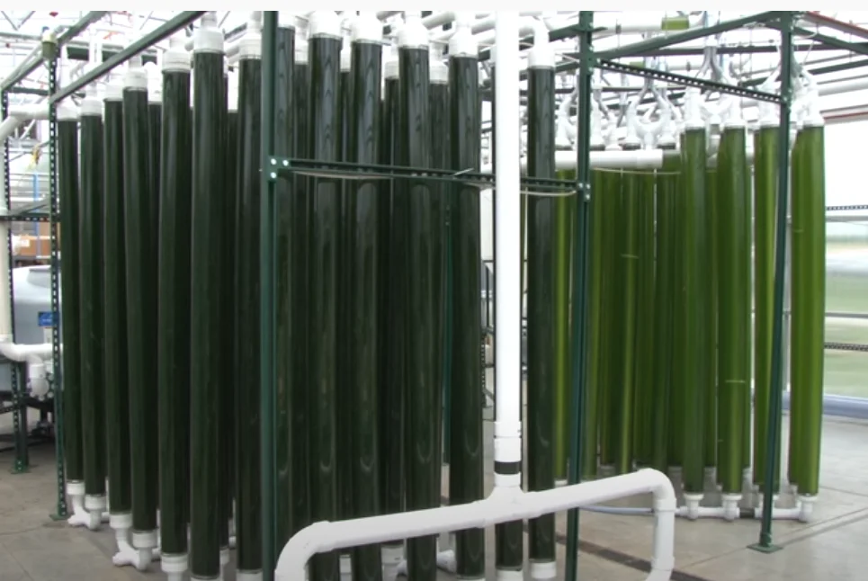 
Индивидуальный фотореактор биореактор для роста водорослей 