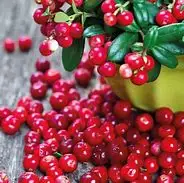 Lingonberry Juice Extract Powder Procyanidine 25% China Frozen Lingonberry Powder