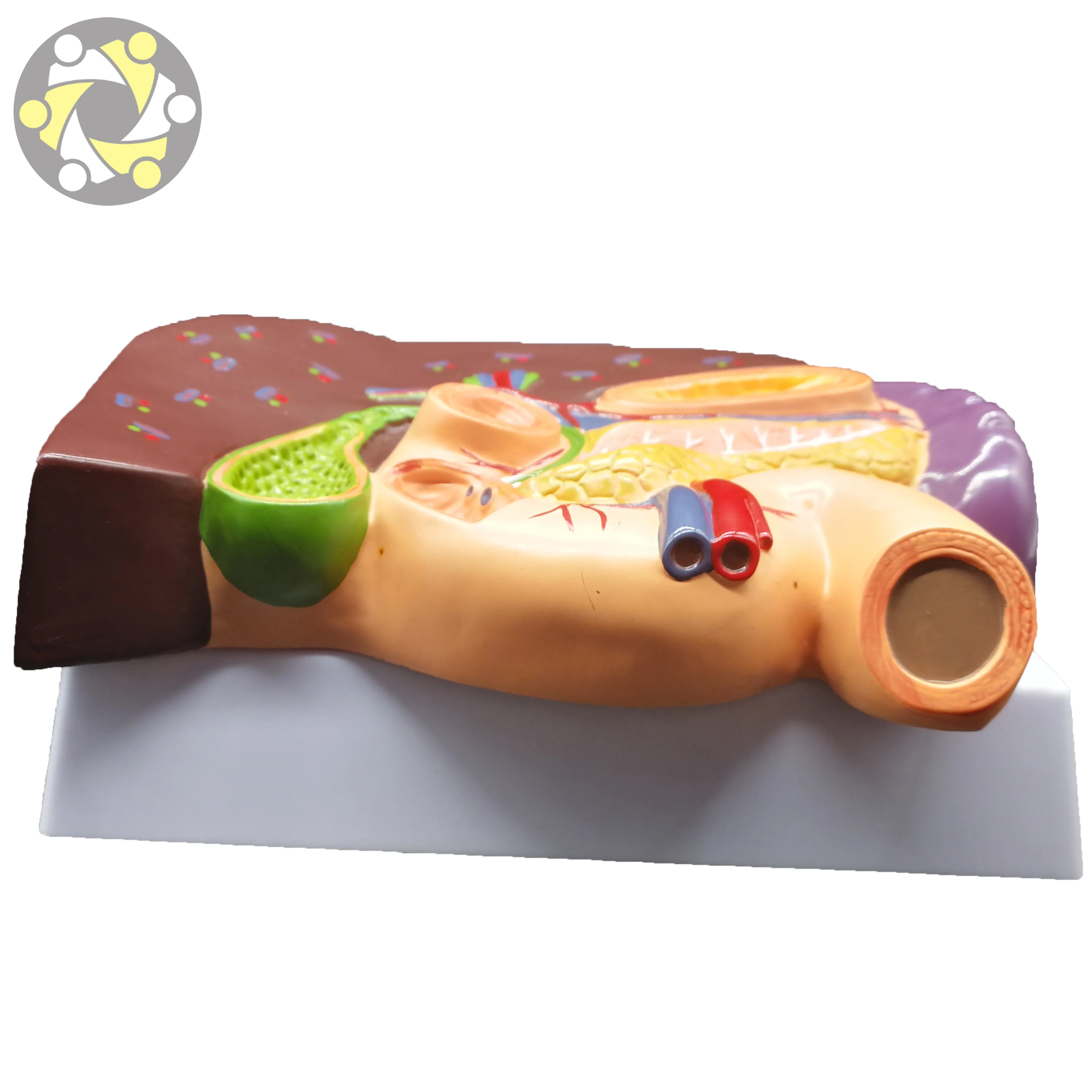 Science Medical Teaching Liver Pathology Model With Duodenum Stomach