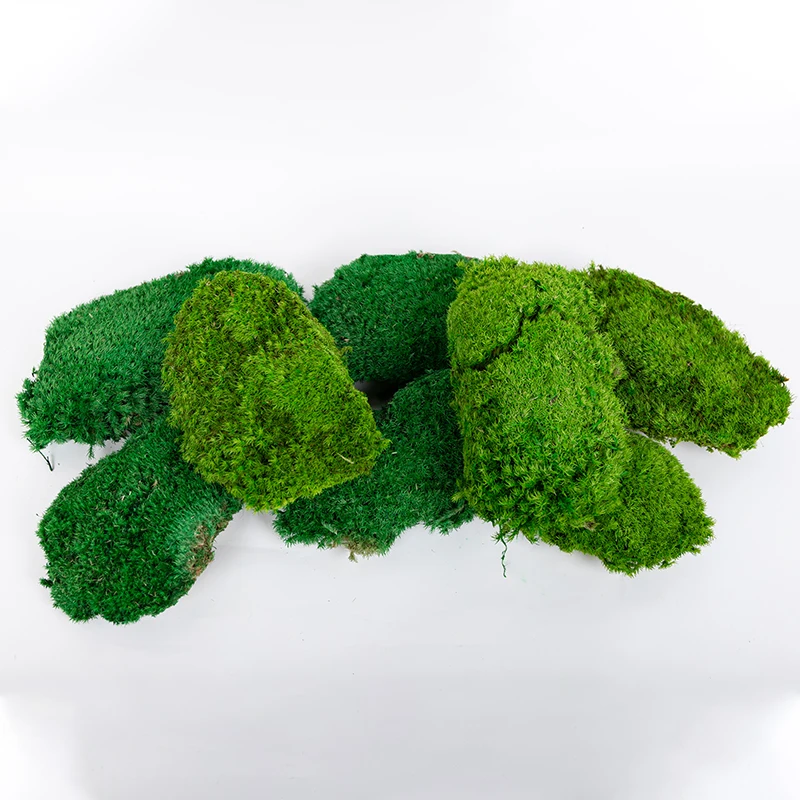 Wholesale Last Years Green Wall Real Natural Stabilized Leucobryum Glaucum Preserved Bun