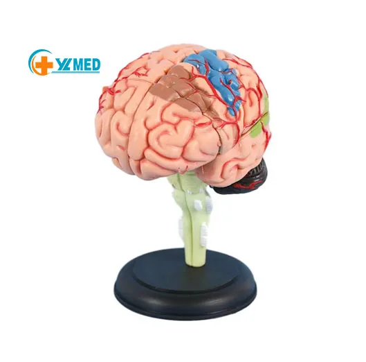 Лидер продаж, модель медицинского образования, анатомическая модель человеческого мозга, съемная 32 части, специальная распродажа