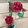 แรนนุคูลัส