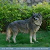 CSSMQ-008| 87x34x73.5cm Lobo de pie