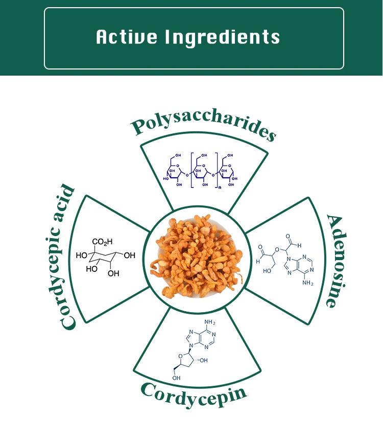 Cordyceps-Extract_03