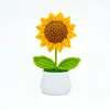 Pianta di girasole in vaso