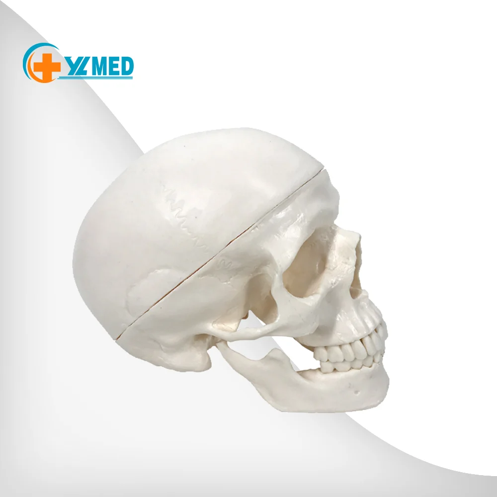 Модель человеческого черепа в натуральную величину анатомическая Анатомия обучающая голова Скелет Обучающие принадлежности