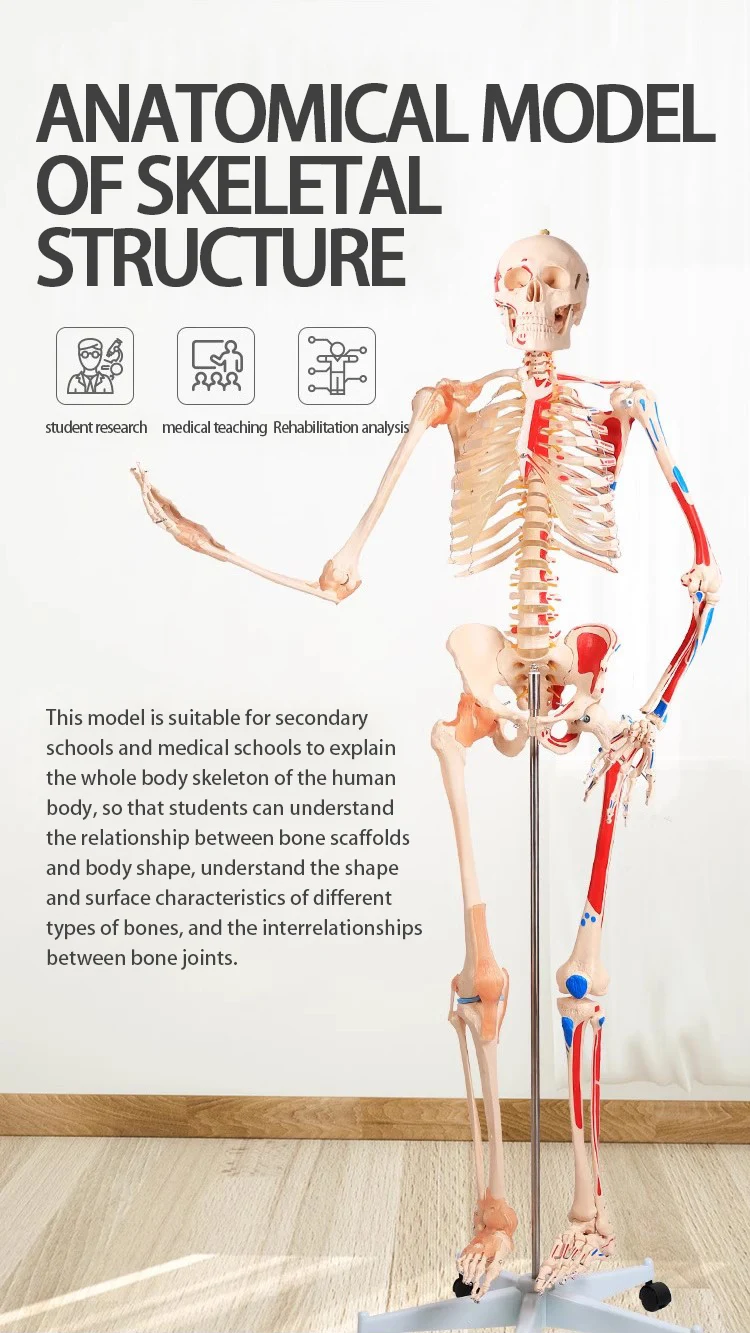 Human Skeleton Model With Blood Vessel,Nerves And Heart Brain Skeletal ...