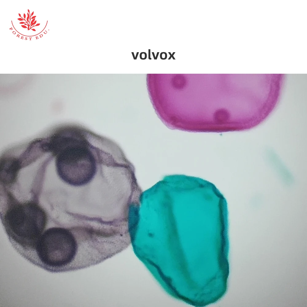 volvox.jpg