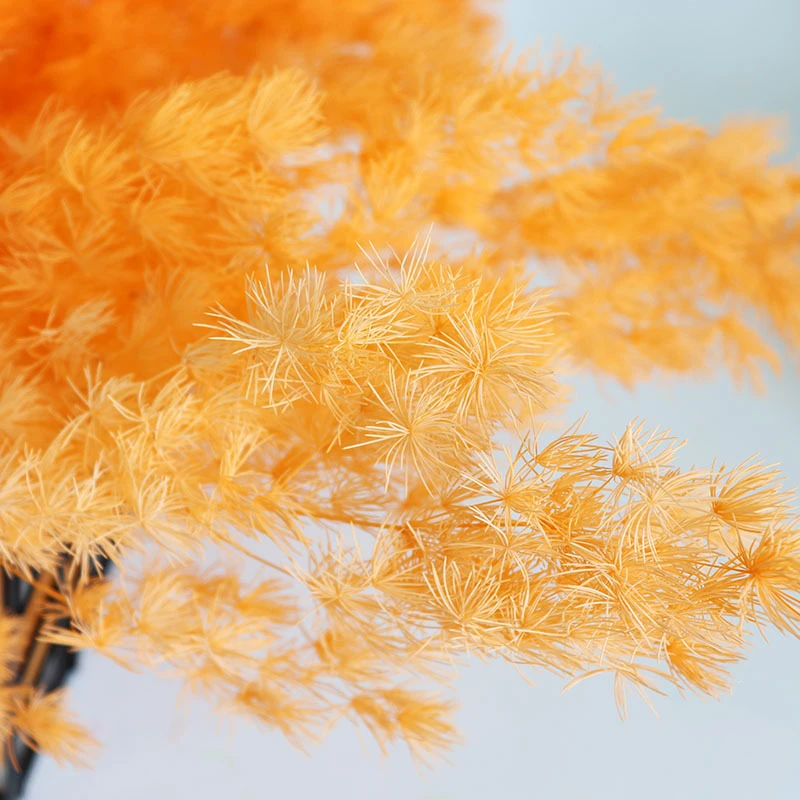 Yunnan Getrocknete Blumen Spargelfarn Farbiger Getrockneter Konservierter  Ming-Farn| Alibaba.com