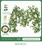 Flower cluster money flower vine