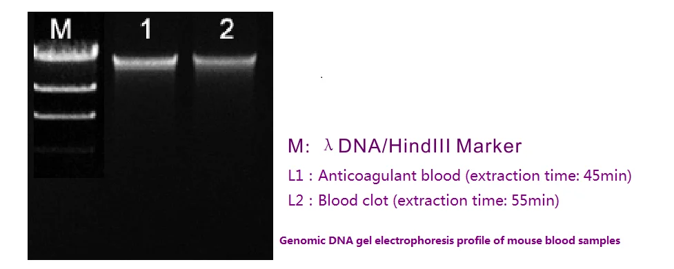 blood DNA mini.png
