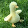 Canard jaune poilu frit