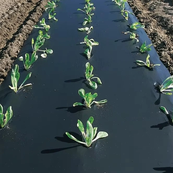 Agricultural Mulch Film Black and Silver Greenhouses Covering Mulching Plastic Film Cover