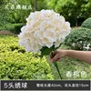 Champagne-colored 5-headed hydrangea