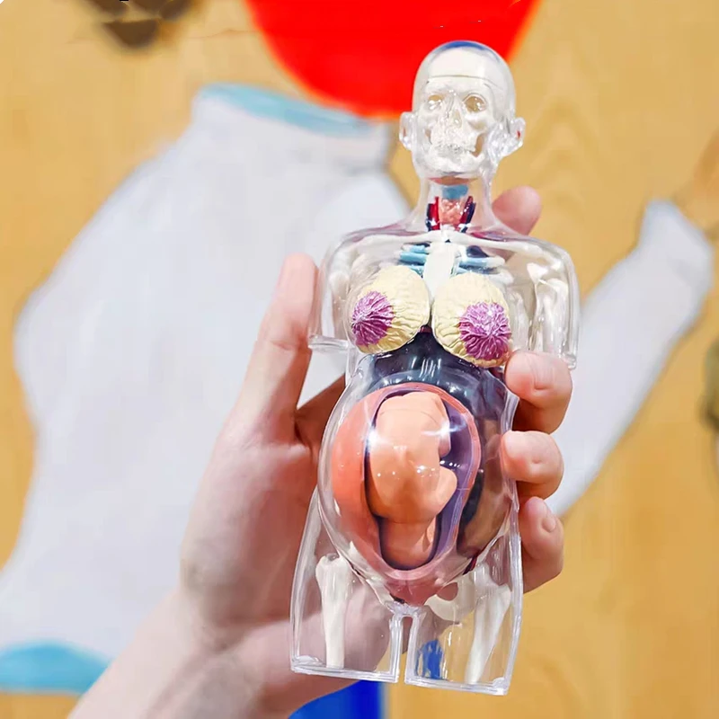 4D MASTER Transparent Human Body Model Female Pregnant Anatomy Model