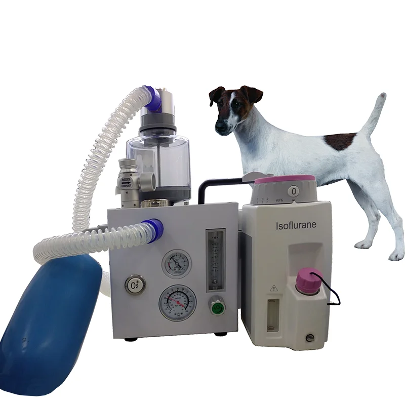 how much does dog anesthesia cost