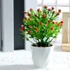 Acacia en maceta, color rojo, 18 cm.