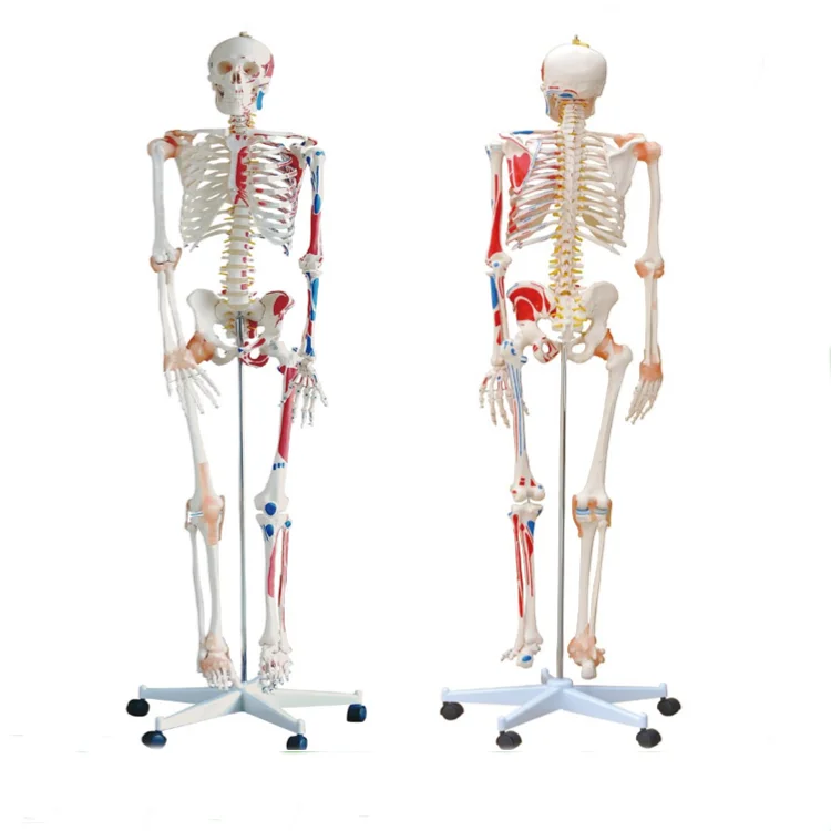 Disarticulated Medical Teaching 85cm Skeleton Anatomy Model Full Size