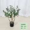 Aceituna 60-180cm