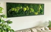 preserved moss wall