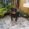 Roewe dog 520g