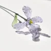 Iris di febbraio