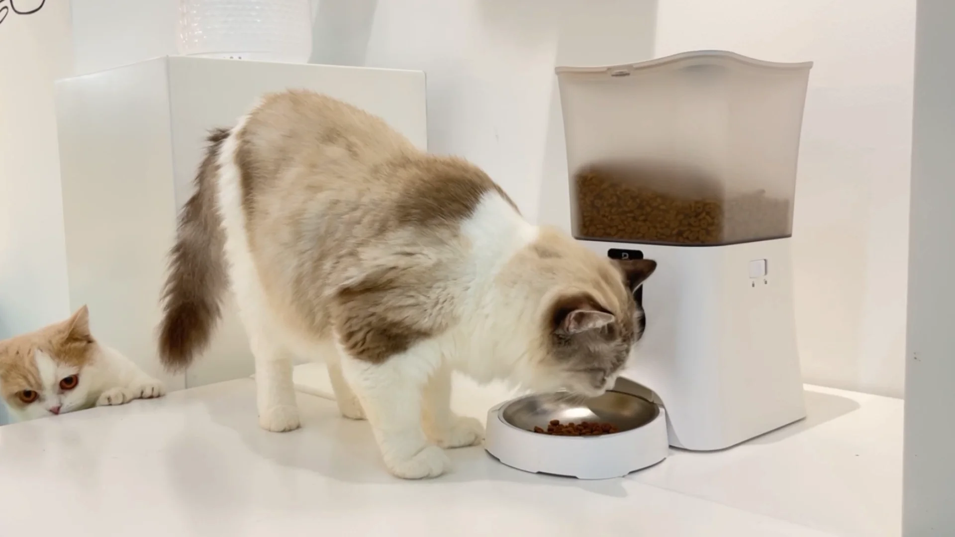 Unique Tuya Wifi Dog Feeders Timed Cat Dispenser Bowl Camera Automatic