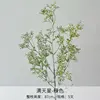 Herbe étoilée blanche et verte