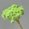 Vert clair